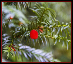 Christmas Tree Fruit by Lutz-R. Frank