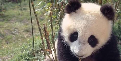 Panda um animal em extinção