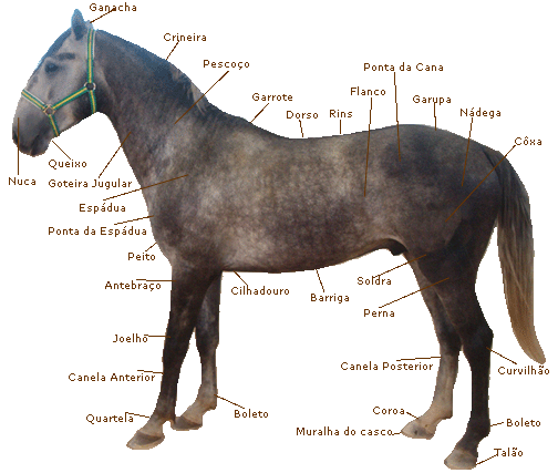 morfologia do cavalo