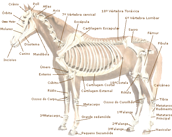esqueleto cavalo